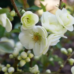 Double Take Eternal White™ Flowering Quince 8 Double Take Eternal White™ Flowering Quince -Great Garden Plants Shop ChaenomelesDoubleTakeEternalWhiteP1151371 1080x1080 18aece4