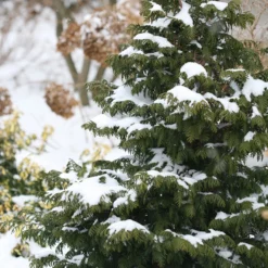 Soft Serve® False Cypress 8 Soft Serve® False Cypress -Great Garden Plants Shop Chamaecyparis Soft Serve 4