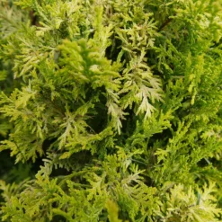 Soft Serve® Gold False Cypress