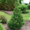 Cedar Rapids™ False Cypress