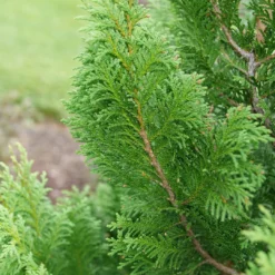 Cedar Rapids™ False Cypress -Great Garden Plants Shop ChamaecyparisCedarRapidsP1184301 1080x1080 f31fac6