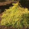 'Gold Mop' False Cypress