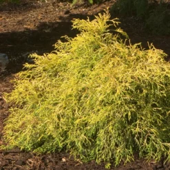 'Gold Mop' False Cypress