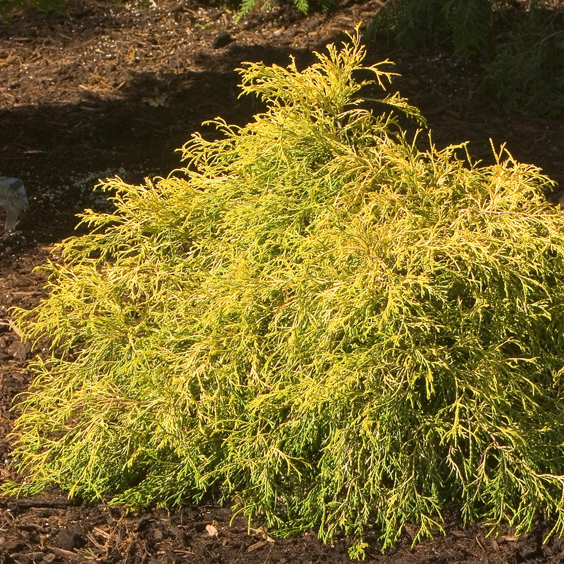 'Gold Mop' False Cypress 1 'Gold Mop' False Cypress