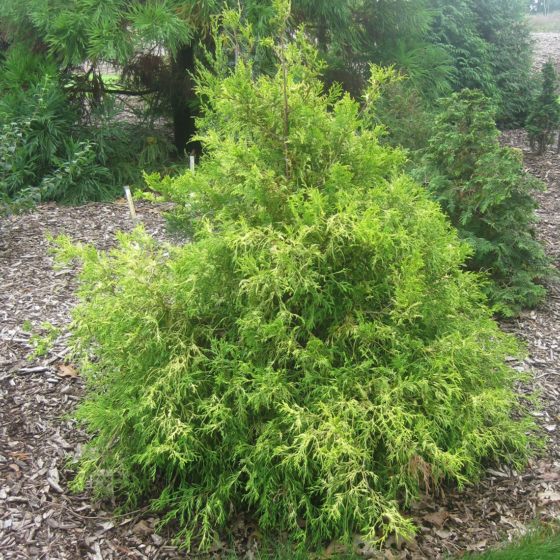 'Gold Mop' False Cypress 2 'Gold Mop' False Cypress - Image 2
