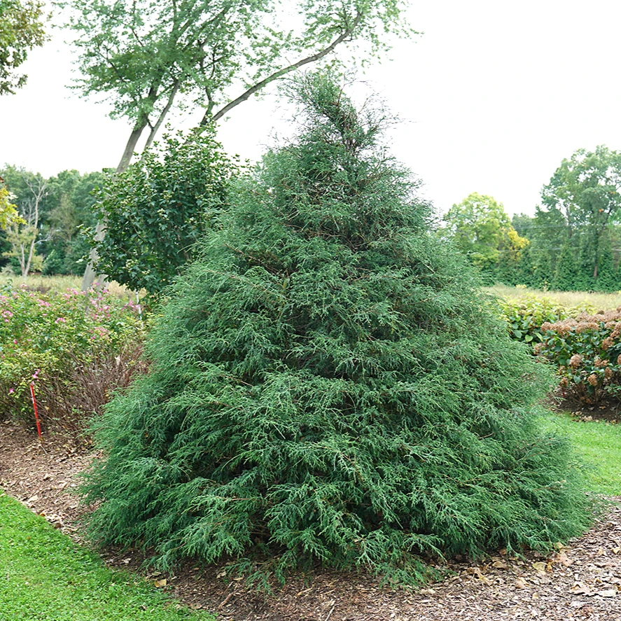 Haywire™ False Cypress 1 Haywire™ False Cypress