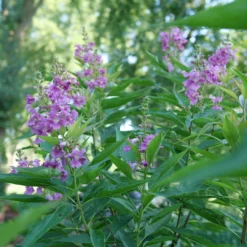 El Niño™ Chitalpa -Great Garden Plants Shop ChitalpaElNinoP1207523 1080x1080 9bbd7b3