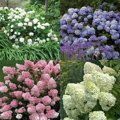 Hydrangeas For Cut Flowers Collection 1 Hydrangeas For Cut Flowers Collection