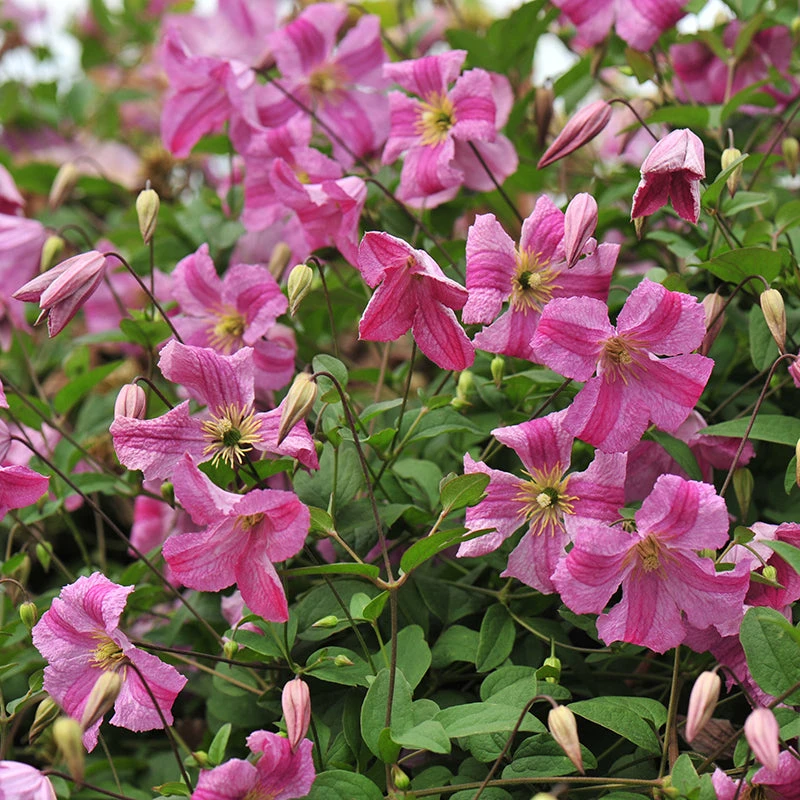 Pink Mink® Clematis 1 Pink Mink® Clematis