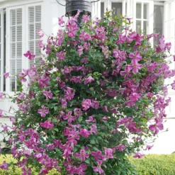 Pink Mink® Clematis 6 Pink Mink® Clematis -Great Garden Plants Shop Clematis Pink Mink 3
