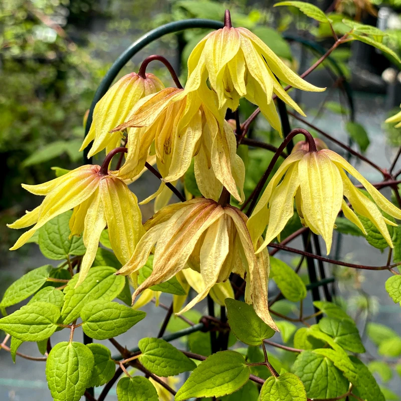 Funyella™ Clematis 1 Funyella™ Clematis
