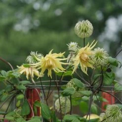 Funyella™ Clematis 7 Funyella™ Clematis -Great Garden Plants Shop Clematis Funyella DSC00293 800 800 60