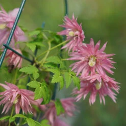 Sparky® Pink Clematis