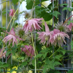 Sparky® Pink Clematis -Great Garden Plants Shop Clematis Sparky Pink 3 P
