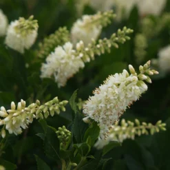 Sugartina® 'Crystalina' Summersweet -Great Garden Plants Shop Clethra Sugartina Crystalina 3 P
