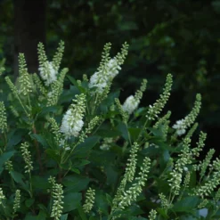 Sugartina® 'Crystalina' Summersweet -Great Garden Plants Shop Clethra Sugartina Crystalina 4 P