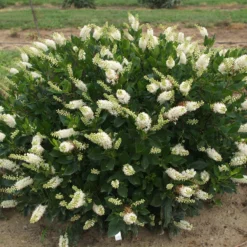 Sugartina® 'Crystalina' Summersweet -Great Garden Plants Shop Clethra Sugartina Crystalina 5 P