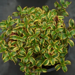 Waxwing™ Gold Mirror Bush -Great Garden Plants Shop Coprosma Waxwing Gold 3