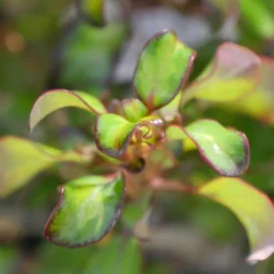 Waxwing™ Lime Mirror Bush 7 Waxwing™ Lime Mirror Bush -Great Garden Plants Shop Coprosma Waxwing Lime 3