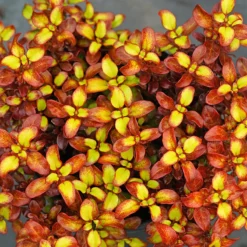 Waxwing™ Orange Mirror Bush