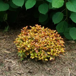 Waxwing™ Orange Mirror Bush 8 Waxwing™ Orange Mirror Bush -Great Garden Plants Shop Coprosma Waxwing Orange 4