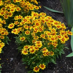 Uptick™ Gold & Bronze Tickseed -Great Garden Plants Shop Coreopsis Uptick Gold Bronze 3 P