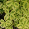 Golden Shadows® Pagoda Dogwood