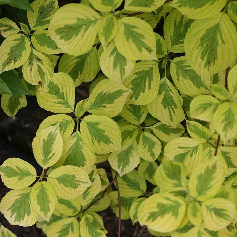Golden Shadows® Pagoda Dogwood 1 Golden Shadows® Pagoda Dogwood