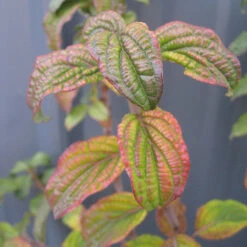 Pucker Up® Red-Twig Dogwood -Great Garden Plants Shop Cornus Pucker Up 2