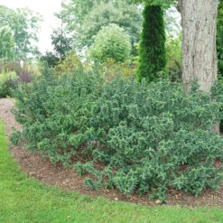 Pucker Up® Red-Twig Dogwood -Great Garden Plants Shop Cornus Pucker Up 4