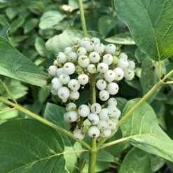 Arctic Fire® Yellow Red-Twig Dogwood 10 Arctic Fire® Yellow Red-Twig Dogwood -Great Garden Plants Shop CornusArcticFireYellowIMG 036 1080x1080 e6a8233