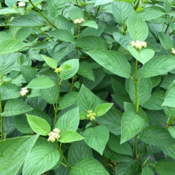Arctic Fire® Yellow Red-Twig Dogwood 8 Arctic Fire® Yellow Red-Twig Dogwood -Great Garden Plants Shop CornusArcticFireYellowIMG 1449 1 1080x1080 a0e0f4e
