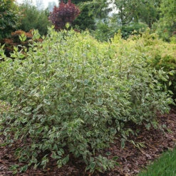 Sgt. Pepper™ Dogwood -Great Garden Plants Shop Cornus Sgt Pepper P1225334