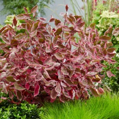 Sgt. Pepper⢠Dogwood