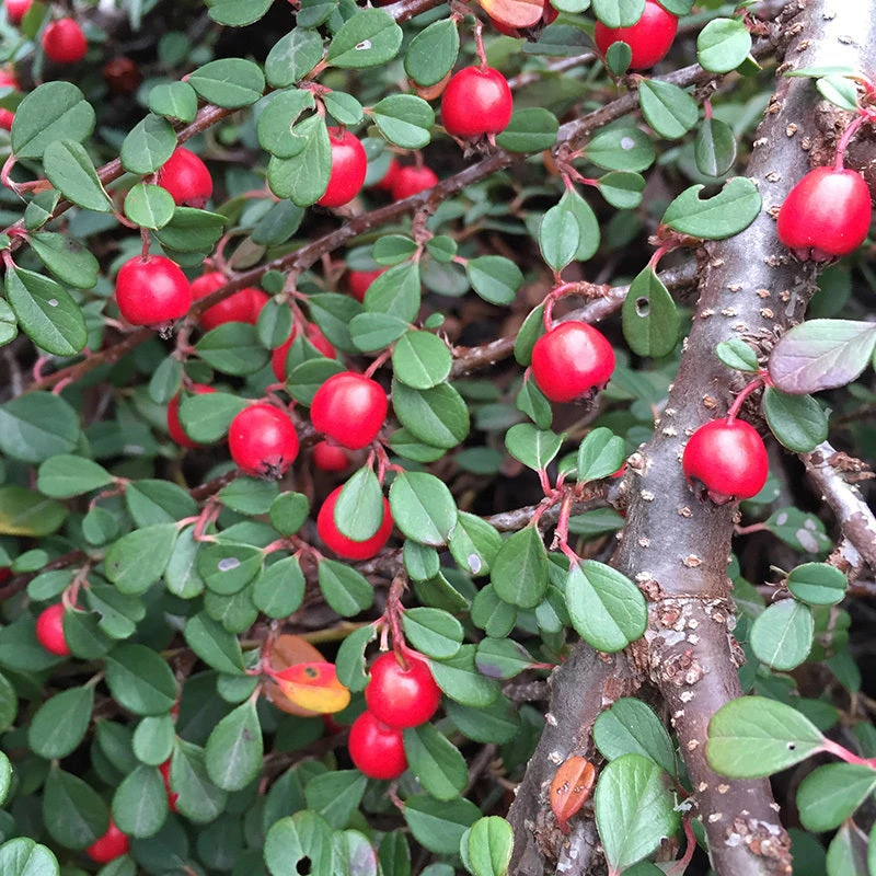 Little Dipper® Cotoneaster 1 Little Dipper® Cotoneaster