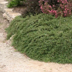 Little Dipper® Cotoneaster 6 Little Dipper® Cotoneaster -Great Garden Plants Shop Cotoneaster Little Dipper 3