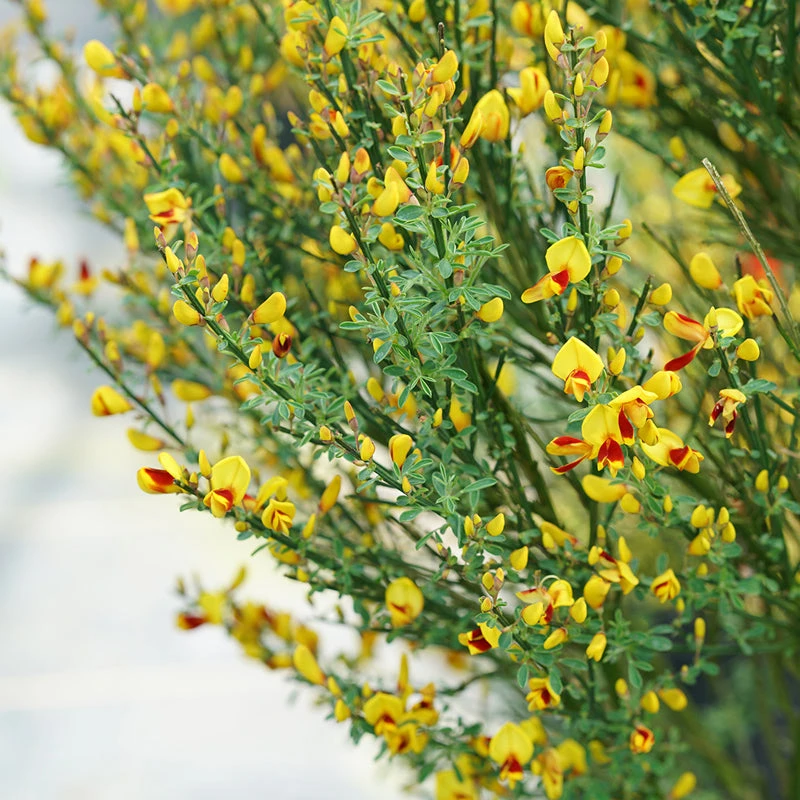 Sister Disco® Scotch Broom 1 Sister Disco® Scotch Broom