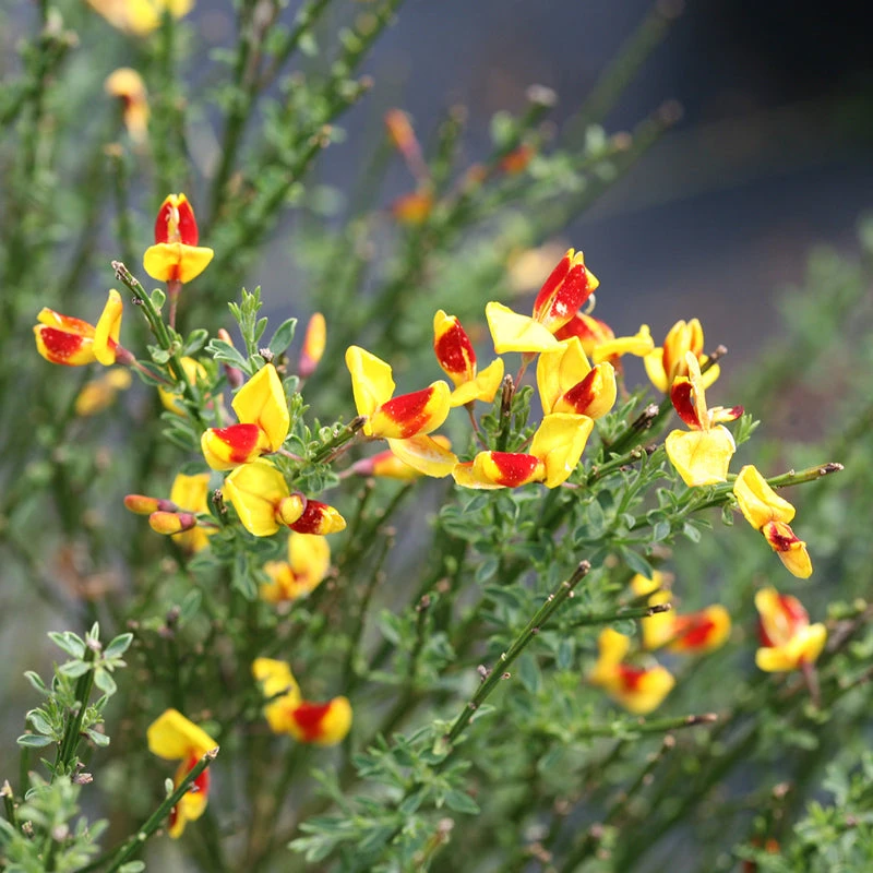 Sister Disco® Scotch Broom 2 Sister Disco® Scotch Broom - Image 2