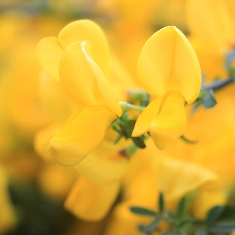 Sister Golden Hair® Scotch Broom 1 Sister Golden Hair® Scotch Broom