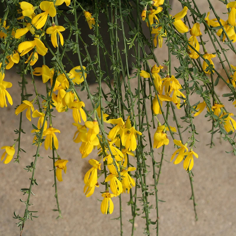 Sister Golden Hair® Scotch Broom 2 Sister Golden Hair® Scotch Broom - Image 2