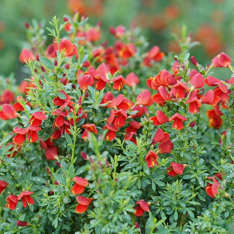 Sister Redhead® Scotch Broom 1 Sister Redhead® Scotch Broom