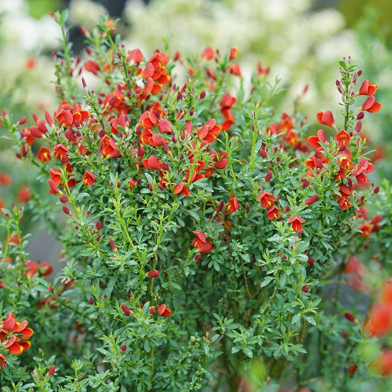 Sister Redhead® Scotch Broom 2 Sister Redhead® Scotch Broom - Image 2