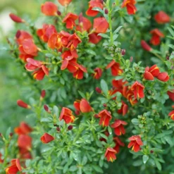 Sister Redhead® Scotch Broom 8 Sister Redhead® Scotch Broom -Great Garden Plants Shop Cytisus Sister Redhead 3 P