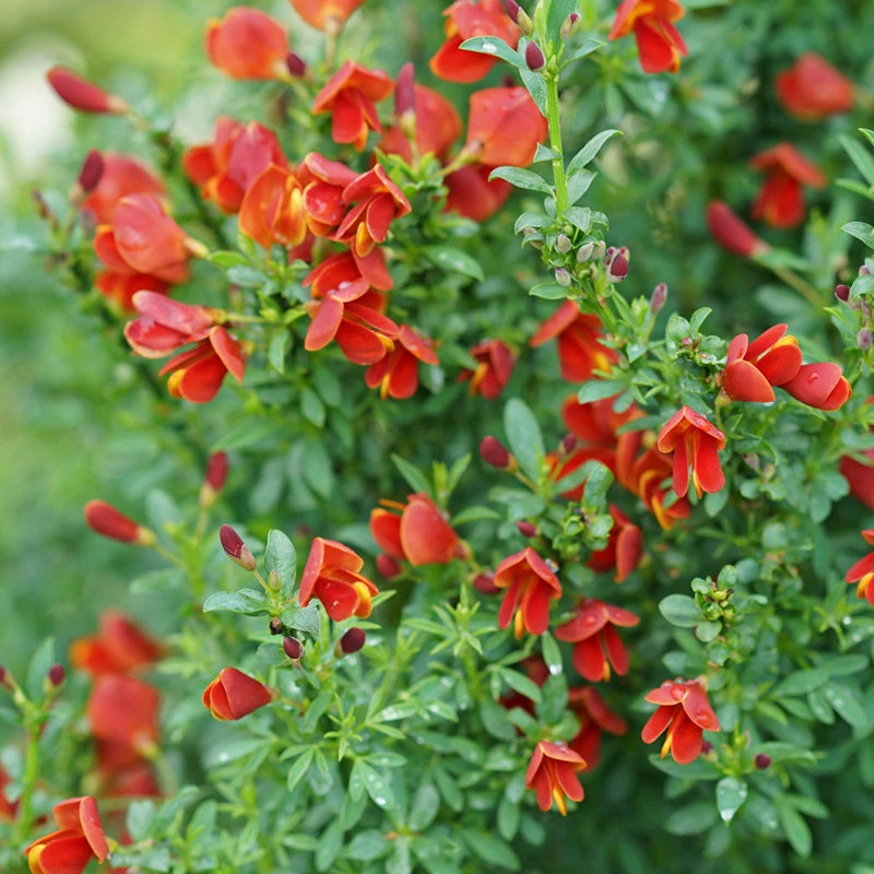 Sister Redhead® Scotch Broom 3 Sister Redhead® Scotch Broom - Image 3