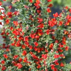 Sister Redhead® Scotch Broom 9 Sister Redhead® Scotch Broom -Great Garden Plants Shop Cytisus Sister Redhead 4 P