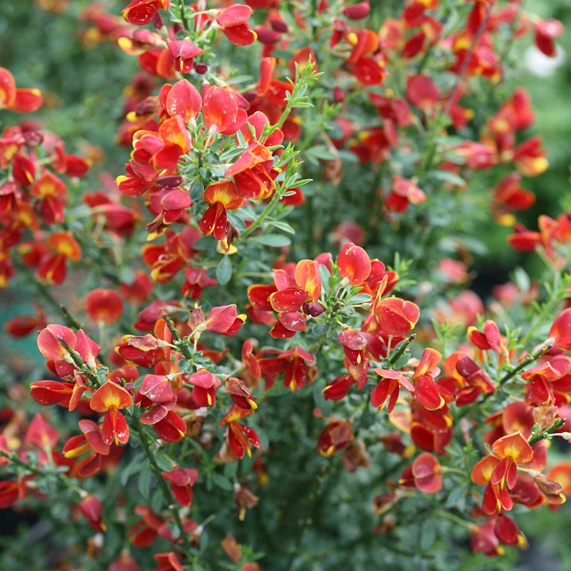 Sister Redhead® Scotch Broom 5 Sister Redhead® Scotch Broom - Image 5