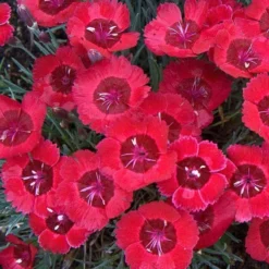 'Eastern Star' Dianthus