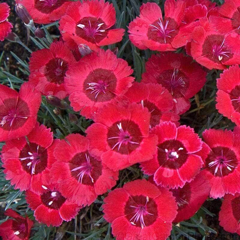 'Eastern Star' Dianthus 1 'Eastern Star' Dianthus