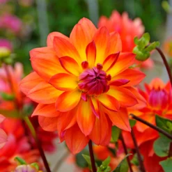 'Firepot' Dahlia -Great Garden Plants Shop DahliaFirepot 150908gbo052