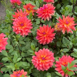 'Firepot' Dahlia -Great Garden Plants Shop DahliaFirepot 200831gbo037